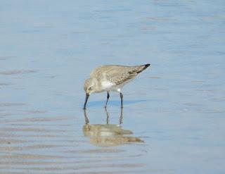 Comienza la migración en serio