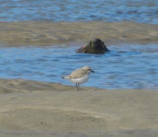 Comienza la migración en serio