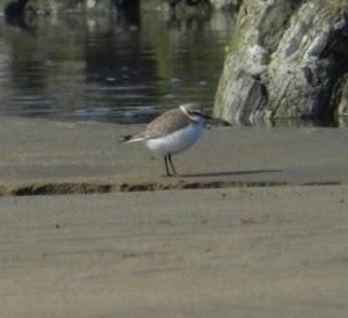 Comienza la migración en serio