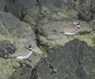 Comienza la migración en serio