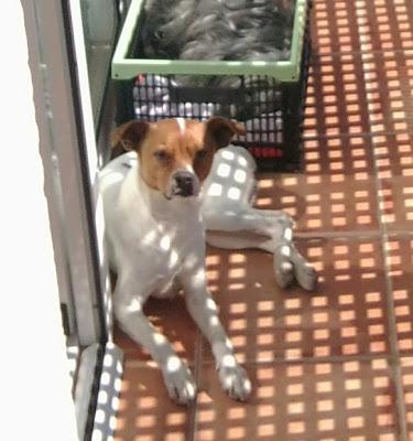 LUCKI busca un hogar. (Murcia)