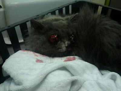 ALMA, GATITA TIRADA EN LA CALLE CON LOS OJOS FUERA-¡AYUDA! SEVILLA.