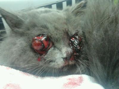 ALMA, GATITA TIRADA EN LA CALLE CON LOS OJOS FUERA-¡AYUDA! SEVILLA.