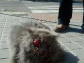 Alma, gatita tirada calle ojos fuera-¡ayuda! sevilla.