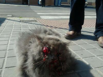 ALMA, GATITA TIRADA EN LA CALLE CON LOS OJOS FUERA-¡AYUDA! SEVILLA.