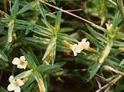 Graciola hierba pobre