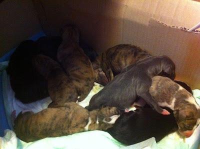 Ayuda para 8 cachorritos de galgo, se han quedado huérfanos.