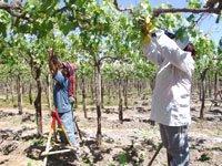 Proponen derogar el régimen laboral en el sector exportador no tradicional