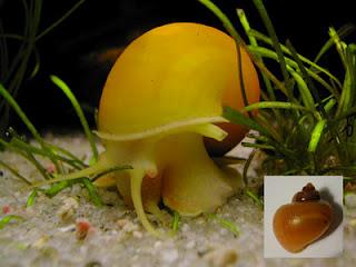 Alien el pasajero manzanero