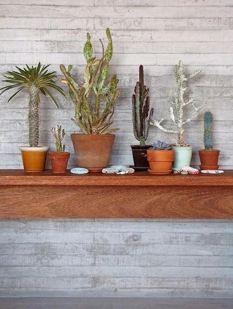 Cactus, cactus y más cactus