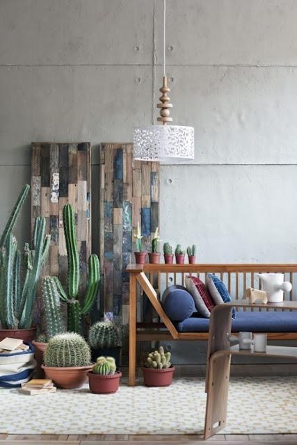 Cactus, cactus y más cactus