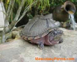 fotos Tortugas Sternotherus carinatus 