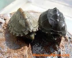 fotos Tortugas Sternotherus carinatus 