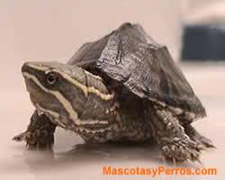 fotos Tortugas Sternotherus carinatus 