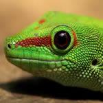 Sternotherus carinatus