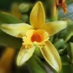 Vainilla plantas medicinales