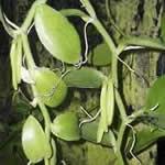 Vainilla plantas medicinales