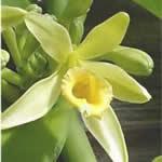 Vainilla plantas medicinales
