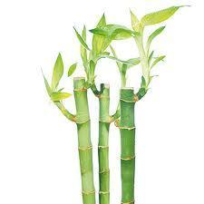 Beneficios del Bambú para las articulaciones