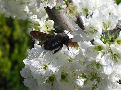 LA FAUNA DE INSECTOS DEL HUERTO