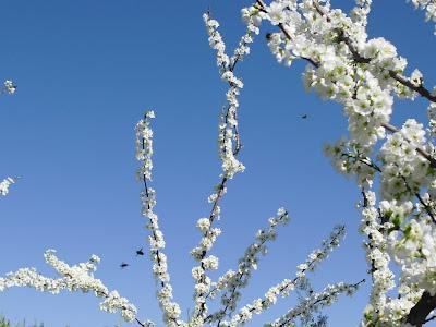 LA FAUNA DE INSECTOS DEL HUERTO