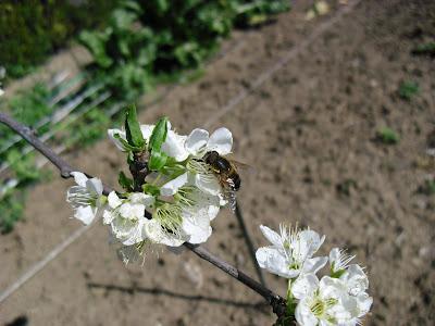 LA FAUNA DE INSECTOS DEL HUERTO