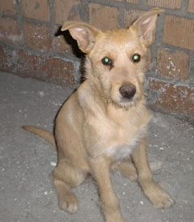 CACHORRO RESCATADO EN UN PUEBLO DE CADIZ COLGADO DE LA RAMA DE UN ARBOL, URGE ACOGIDA O ADOPTANTE