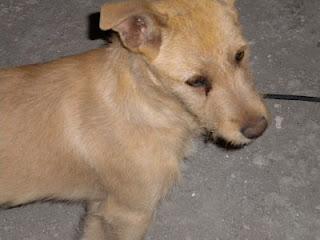 CACHORRO RESCATADO EN UN PUEBLO DE CADIZ COLGADO DE LA RAMA DE UN ARBOL, URGE ACOGIDA O ADOPTANTE