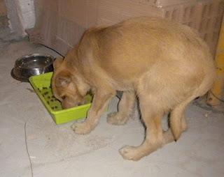 CACHORRO RESCATADO EN UN PUEBLO DE CADIZ COLGADO DE LA RAMA DE UN ARBOL, URGE ACOGIDA O ADOPTANTE