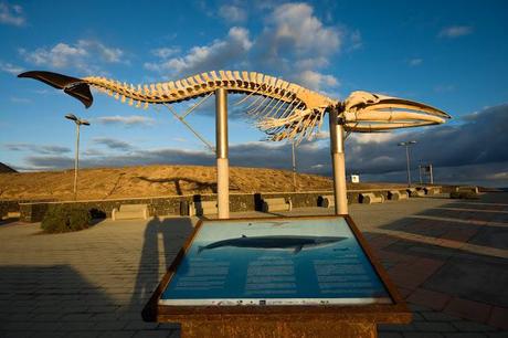 Esqueleto de ballena Rorcual Boreal (Balaenoptera borealis)  en la Villa de Los Silos  Tenerife
