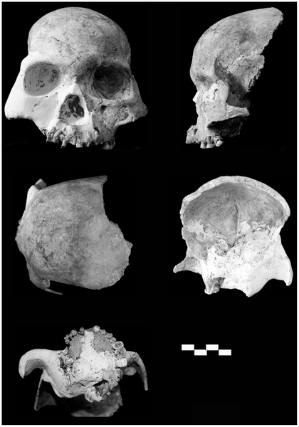 Otra nueva especie humana en Asia