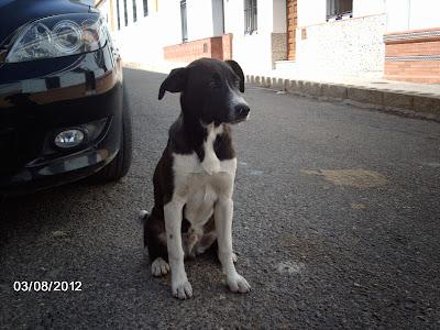 AYUDA URGENTE, SEVILLA!!!! TINO, EN LA CALLE SUFRIENDO MALTRATO!!!