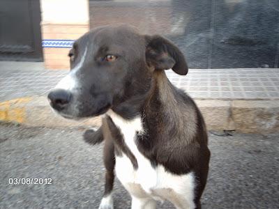 AYUDA URGENTE, SEVILLA!!!! TINO, EN LA CALLE SUFRIENDO MALTRATO!!!