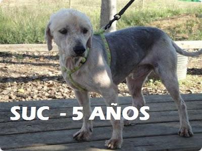 ESTAN ENFERMOS PERO CON MEDICACION PUEDEN VIVIR MUCHOS AÑOS TODAVÍA, ANIMAROS!!