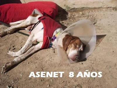 ESTAN ENFERMOS PERO CON MEDICACION PUEDEN VIVIR MUCHOS AÑOS TODAVÍA, ANIMAROS!!