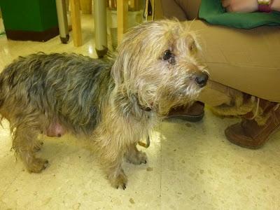 Flor, yorki jovencita y recién parida, necesita acogida o adopción urgente!! Arca de Noé Córdoba