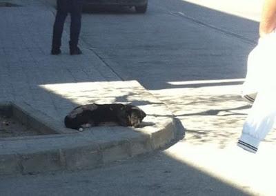 Vagabundo se esta dejando morir en la calle. (Sevilla)
