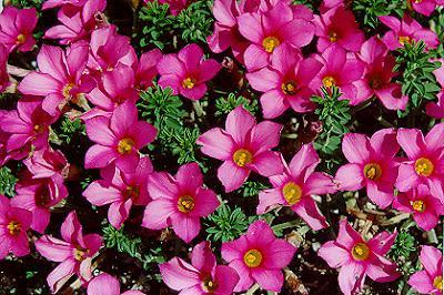 Dos plantas de interiores: Oxalis y Cyclamen