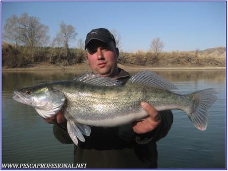 lucioperca lucioperca LUCIOPERCAS A SPINNING