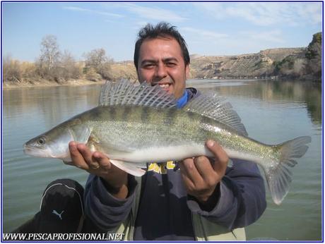 zander zander1 LUCIOPERCAS A SPINNING