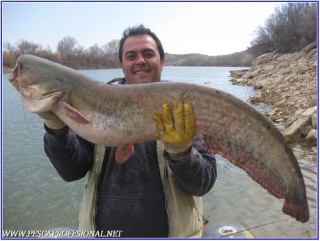 siluro-catfish siluro catfish LUCIOPERCAS A SPINNING