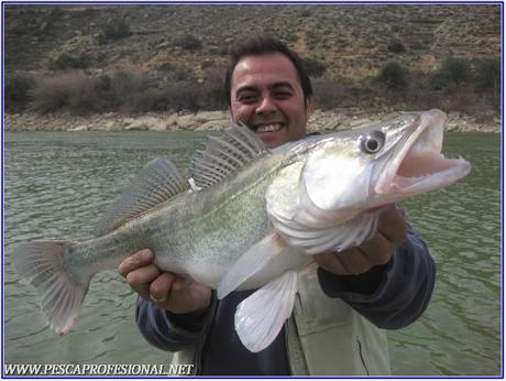 pesca de la lucioperca pesca de la lucioperca LUCIOPERCAS A SPINNING