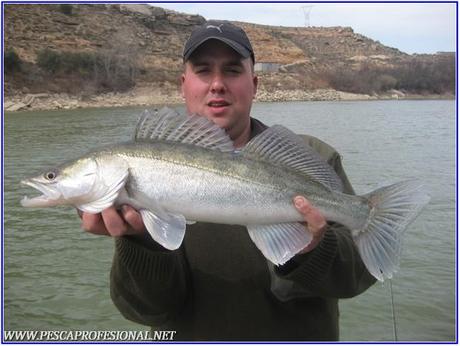 walleye walleye LUCIOPERCAS A SPINNING