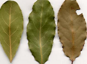 poder medicinal especias