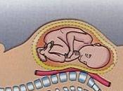 vena cava