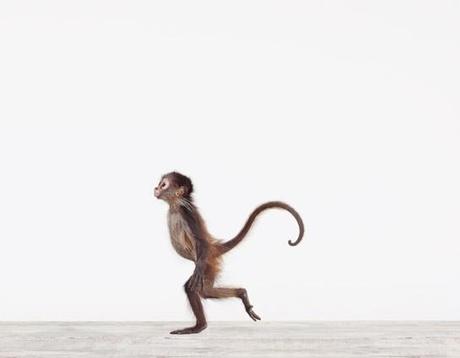 foto de un bebe mono