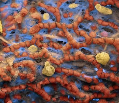 Ganadores del concurso Fei 2011 de microfotografía Ganadores del concurso Fei 2011 de microfotografía