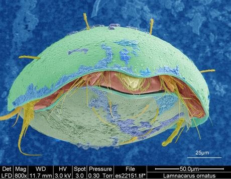 Ganadores del concurso Fei 2011 de microfotografía Ganadores del concurso Fei 2011 de microfotografía