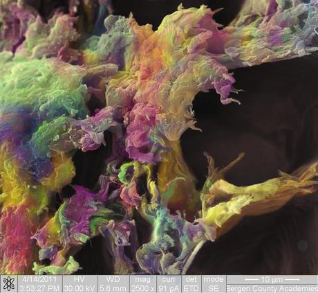 Ganadores del concurso Fei 2011 de microfotografía Ganadores del concurso Fei 2011 de microfotografía