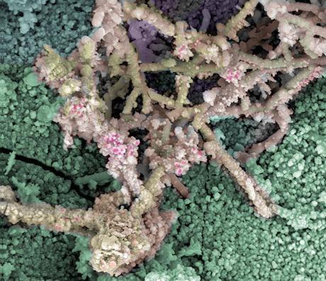 Ganadores del concurso Fei 2011 de microfotografía Ganadores del concurso Fei 2011 de microfotografía